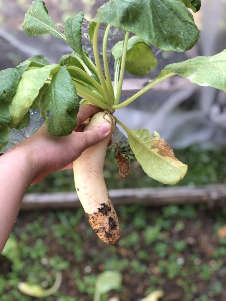 SG Urban Farm Hand harvesting daikon